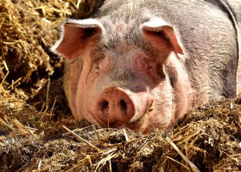 POTVRĐENO Afrička svinjska kuga pojavila se u Hercegovini. Ministarstvo apelira na vlasnike da poduzmu mjere | NACIONAL.HR