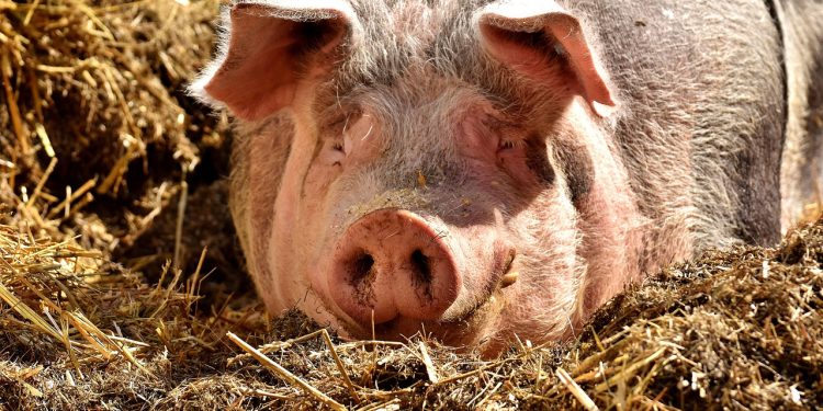 POTVRĐENO Afrička svinjska kuga pojavila se u Hercegovini. Ministarstvo apelira na vlasnike da poduzmu mjere | NACIONAL.HR