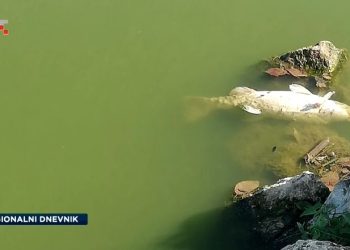 PROLAZNICI I RIBIČI U ŠOKU Strašan pomor riba u Čakovcu! Visoke temperature spustile razinu vode, nestalo kisika… | NACIONAL.HR