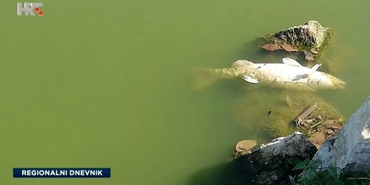 PROLAZNICI I RIBIČI U ŠOKU Strašan pomor riba u Čakovcu! Visoke temperature spustile razinu vode, nestalo kisika… | NACIONAL.HR