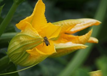 TIKVICE Sirove, pečene ili kuhane – bitno je da su redovito u vašem tanjuru | NACIONAL.HR