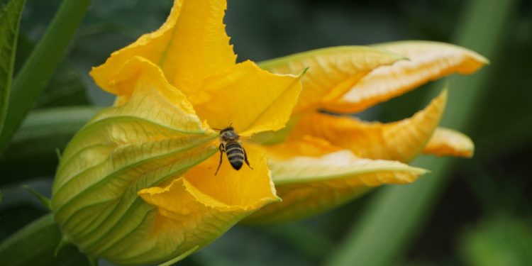 TIKVICE Sirove, pečene ili kuhane – bitno je da su redovito u vašem tanjuru | NACIONAL.HR