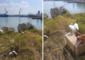 Splitski škver posjetila neobična gošća