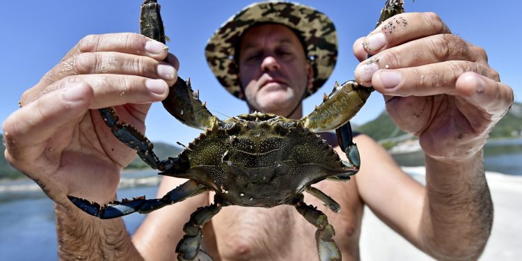 Slobodna Dalmacija – Plavi rak živ i zdrav na Ušću Neretve, a ribari se uzalud ponadali da će ga ‘đava odnit’; ‘Imamo sjajan plan za njega’