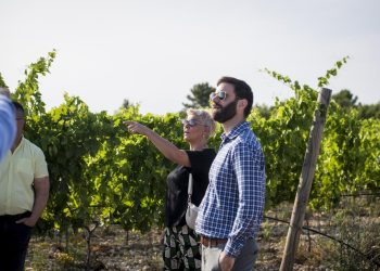 Ante Sladić: ‘Kakva je ovo godina, prvo je bio mraz, a sada požar. Branili smo vinograd cijeli dan!’