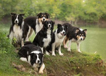 Kako je kučak ni kriv ni dužan došao u središte psovki: U ljutnji i frustraciji najčešće se psuje ono najviše u vrijednosnom sustavu, uz pokoji dodatak