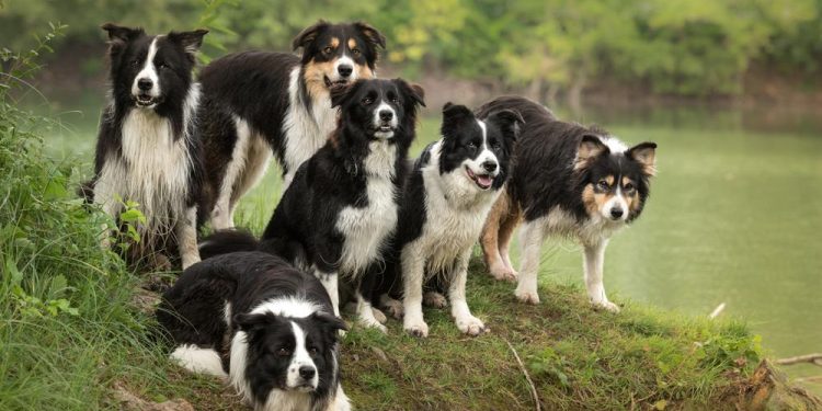 Kako je kučak ni kriv ni dužan došao u središte psovki: U ljutnji i frustraciji najčešće se psuje ono najviše u vrijednosnom sustavu, uz pokoji dodatak
