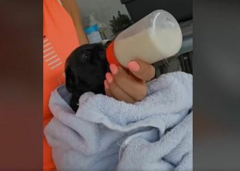 U požaru izgorjelo na desetke životinja u romskom naselju kod Smokovića, psi umirali na lancu u najvećim mukama, nama prijetili letvom!