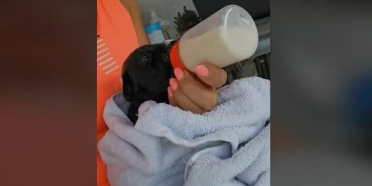 U požaru izgorjelo na desetke životinja u romskom naselju kod Smokovića, psi umirali na lancu u najvećim mukama, nama prijetili letvom!