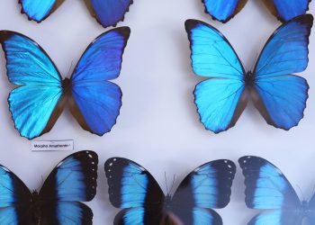 Slobodna Dalmacija – U Prirodoslovnom muzeju otvorena izložba ‘Dimenzije kukaca’. Već dugo je u pripremi, evo što vas tamo očekuje