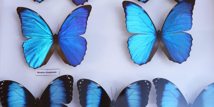 Slobodna Dalmacija – U Prirodoslovnom muzeju otvorena izložba ‘Dimenzije kukaca’. Već dugo je u pripremi, evo što vas tamo očekuje