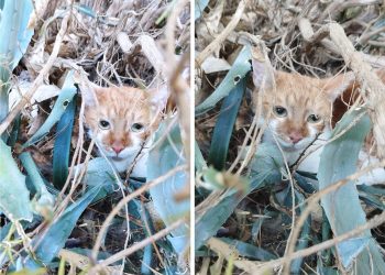 Nakon dvije godine izbačen na ulicu: ‘Trese se od straha’