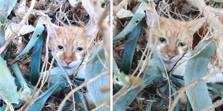Nakon dvije godine izbačen na ulicu: ‘Trese se od straha’