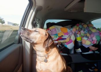 Auto Klub – Ultimativni savjetnik: Psi u automobilima na ljetnim vrućinama
