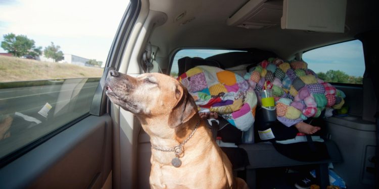 Auto Klub – Ultimativni savjetnik: Psi u automobilima na ljetnim vrućinama