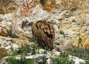 Bjeloglavi sup Grif spašen nakon neuspješnog prvog leta te ponovno pušten u prirodu