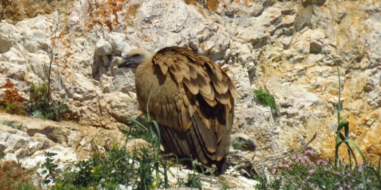 Bjeloglavi sup Grif spašen nakon neuspješnog prvog leta te ponovno pušten u prirodu
