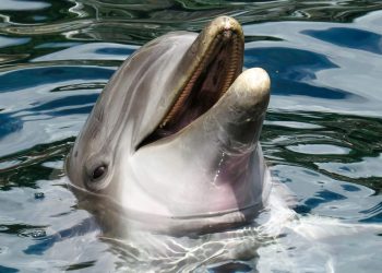 DIVLJI DUPIN U moru oko Japana napao preko 50 osoba