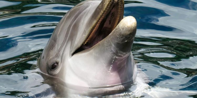 DIVLJI DUPIN U moru oko Japana napao preko 50 osoba