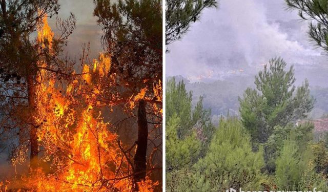 FOTO U požaru kod Čitluka stradao maslinik
