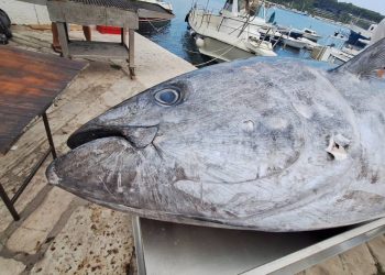 HIT U ROVINJU Tuna fest oduševljava