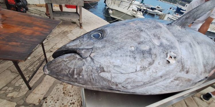 HIT U ROVINJU Tuna fest oduševljava