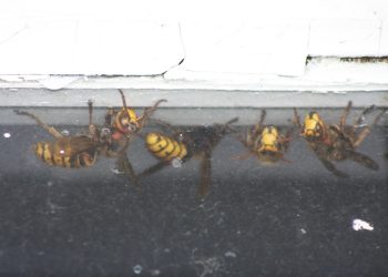 Hrvati na udaru opasnih insekata, hitna ima pune ruke posla: ‘Nisam imao zraka, samo sam pao’