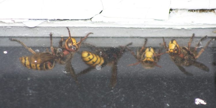 Hrvati na udaru opasnih insekata, hitna ima pune ruke posla: ‘Nisam imao zraka, samo sam pao’