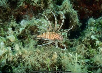 Invazivna riba otrovnih bodlji se širi Dalmacijom: Nacionalni park poslao upozorenje