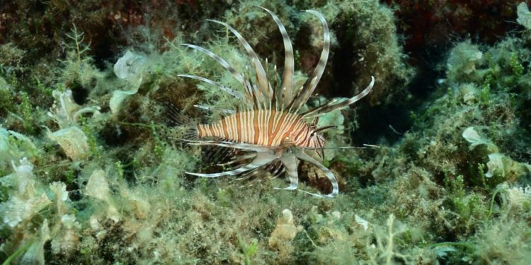 Invazivna riba otrovnih bodlji se širi Dalmacijom: Nacionalni park poslao upozorenje