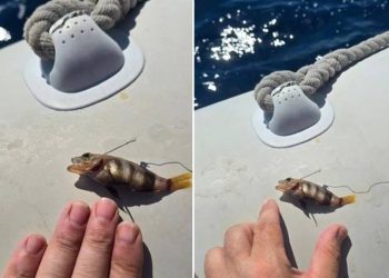 KAKAV ULOV Vrsni ribolovac pohvalio se ovim komadom!