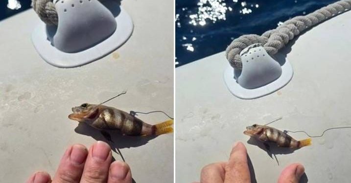 KAKAV ULOV Vrsni ribolovac pohvalio se ovim komadom!