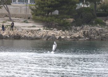 Kod Krka zabilježen dupin neobičnog ponašanja, ne približavajte mu se!