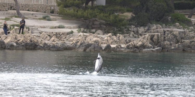 Kod Krka zabilježen dupin neobičnog ponašanja, ne približavajte mu se!