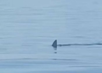 Kod Mljeta snimljena velika bijela psina!?