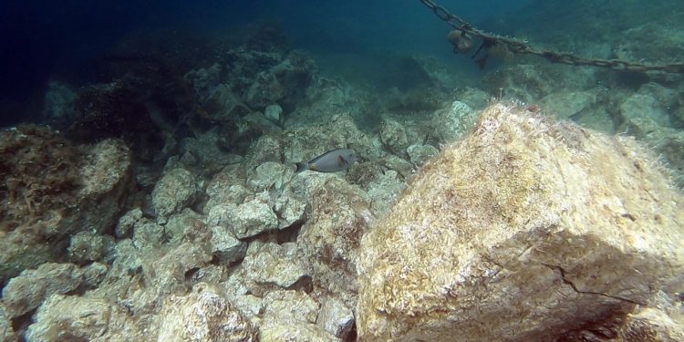 Kupače u Kostreni izbezumila čudna riba prvi put viđena u Jadranu: ‘Ako je vidite, odmah nam javite’