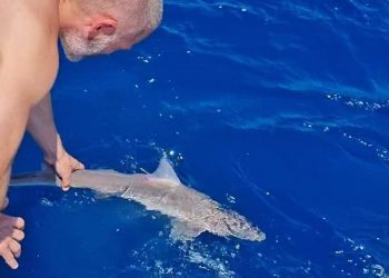 MORSKI PSI I RAŽE Institut za oceanografiju moli pomoć građana, posebno ribara, kod uočavanja