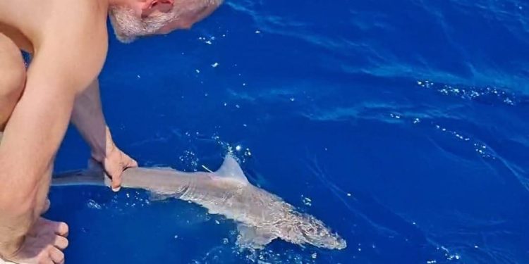 MORSKI PSI I RAŽE Institut za oceanografiju moli pomoć građana, posebno ribara, kod uočavanja