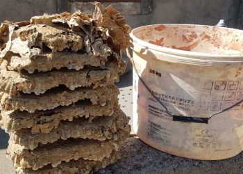 MUŠKARAC ZAVRŠIO NA INTENZIVNOJ Sinjski vatrogasac o opasnim insektima: “Ni jedno gnijezdo nije isto, morao sam ih maknuti lopatom”