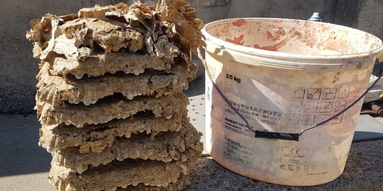 MUŠKARAC ZAVRŠIO NA INTENZIVNOJ Sinjski vatrogasac o opasnim insektima: “Ni jedno gnijezdo nije isto, morao sam ih maknuti lopatom”