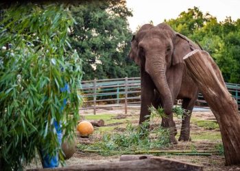 Međunarodni Dan slonova i 52. rođendan Lanke na otoku Veli Brijun