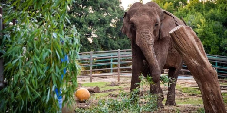 Međunarodni Dan slonova i 52. rođendan Lanke na otoku Veli Brijun