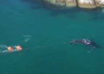 Mladi se kit u Australiji zapleo u mreže