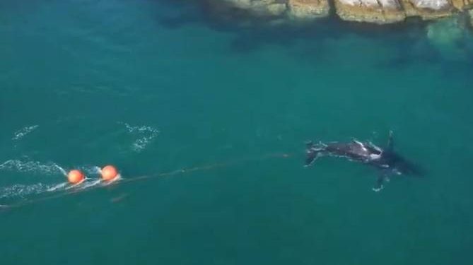 Mladi se kit u Australiji zapleo u mreže