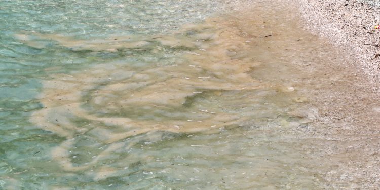 More u Istri ovih dana izgleda uistinu jezivo: Turisti u šoku gledaju što se događa