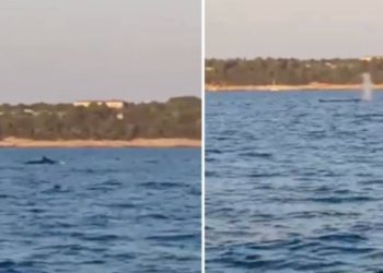 NEVJEROJATAN PRIZOR U blizini Brijuna snimljen kit!