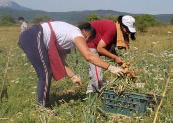 NIKAD VEĆA SUŠA Naši poljoprivrednici trude se sačuvati biljke od temperatura, dobivaju spaljene usjeve i suhe plodove