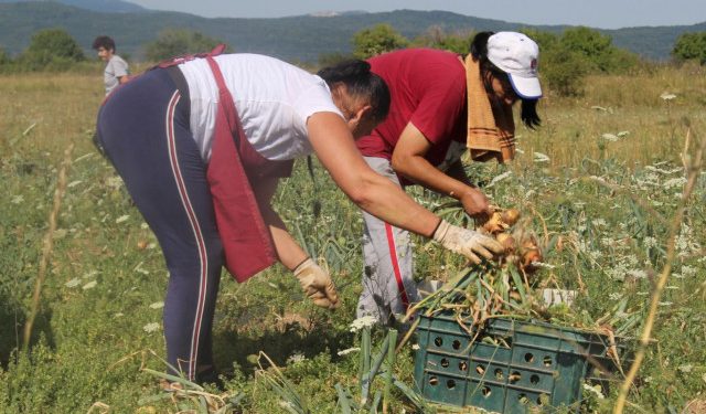 NIKAD VEĆA SUŠA Naši poljoprivrednici trude se sačuvati biljke od temperatura, dobivaju spaljene usjeve i suhe plodove