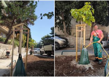 Na Skalicama zasađene sterilne murve