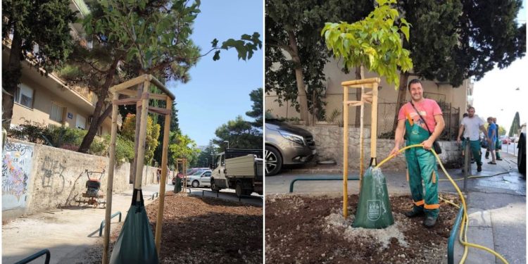 Na Skalicama zasađene sterilne murve